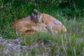 OHN_0130_2048px