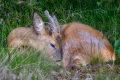 OHN_0132_2048px-2